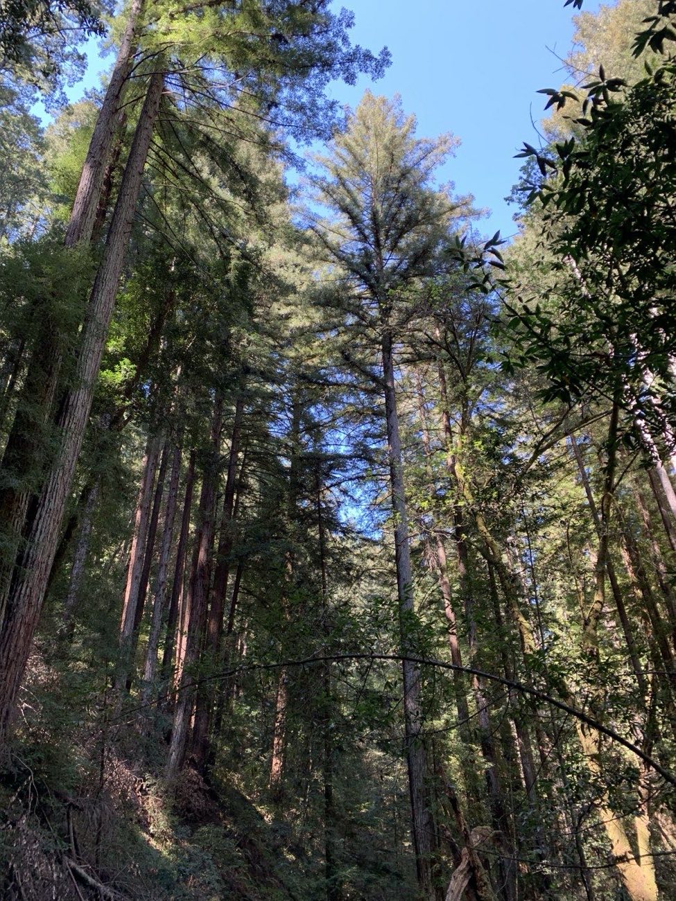Redwood trees at Henry Cowell Redwoods State Park